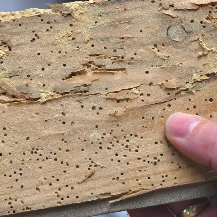 Houtworm uitvliegopeningen